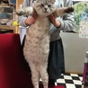 おっとりゆったりの癒し猫 サムネイル4