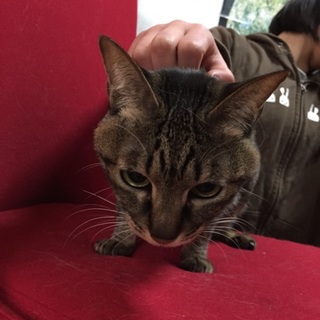 甘えん坊の小柄な女の子(熊本)