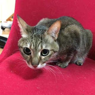 まるでぬいぐるみ。目と耳の大きな女の子。(熊本)