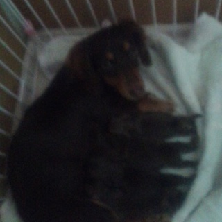 子犬の里親募集します