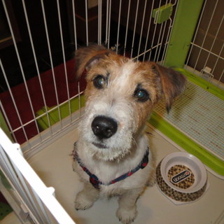 人が好きで懐っこい性格！！