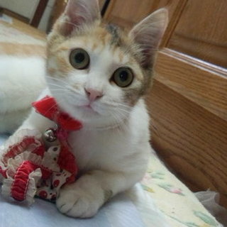 丸いお尻が可愛らしい三毛のももちゃん