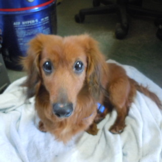 僕の新しい家族になってください