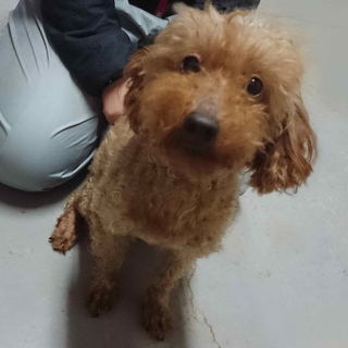 トイプードル　８歳１ヶ月　RED