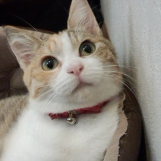 丸いお尻が可愛らしい三毛のくるみちゃん