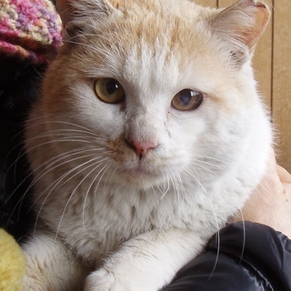 捕獲野良猫の里親募集