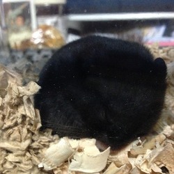 2015/3/7　れい君がうちにやってきました