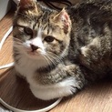 白キジの　れな君