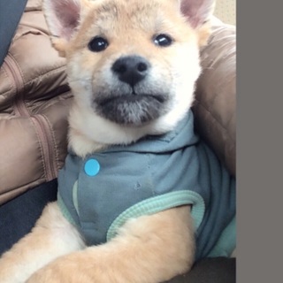 純血柴犬  生後4ヶ月の女の子