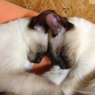 仲良しシャム兄妹♪