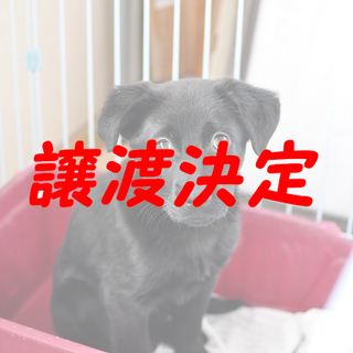 ロッピー：ツヤツヤ黒毛の怖がり女の子