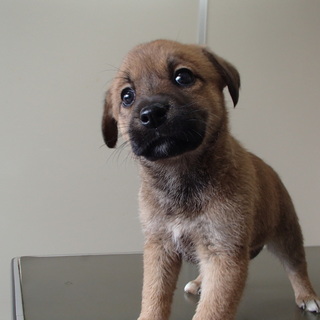 生後1ヶ月半位の元気いっぱい姉妹子犬の家族募集！！