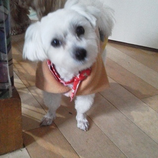 新しい家族に迎えて下さい