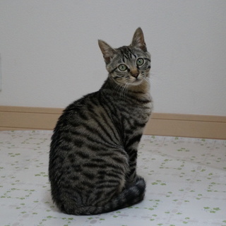 成猫・雄・キジトラの里親を募集します