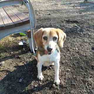 元気いっぱいのビーグル６歳