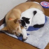 ★あにまるライフ豊中★(保護活動者)