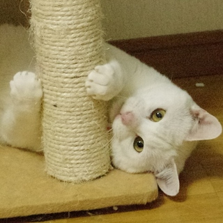 うちで暮らすことになりました。