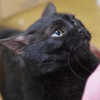 里親さん申し込みがありました。