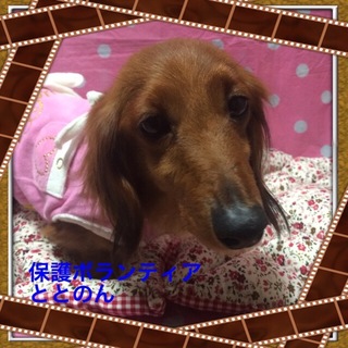 Mダックス・モカちゃんは大人しい３歳女の子