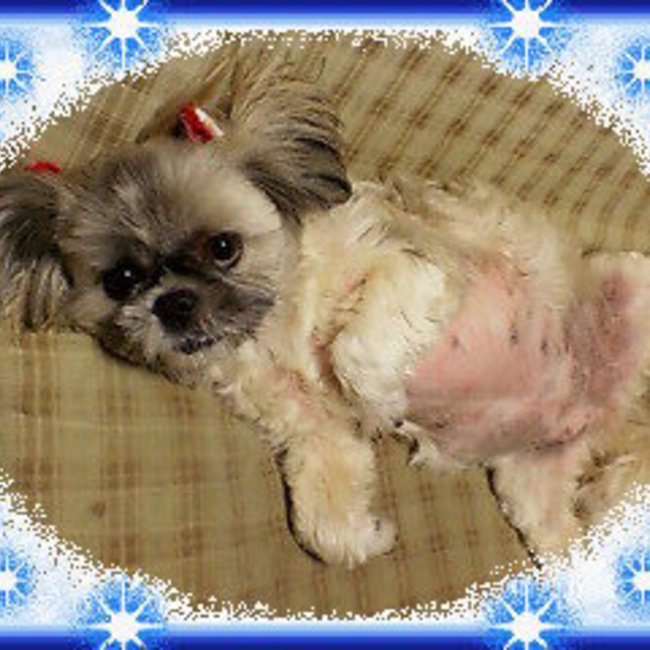 ぷちのカバー写真