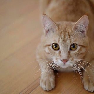 茶トラ、丸顔の美男