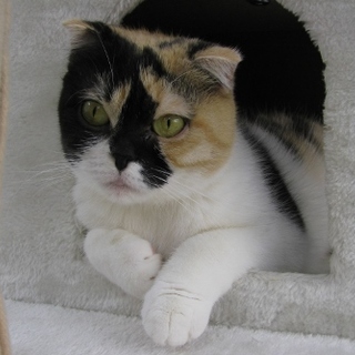 垂れ耳みりんちゃん