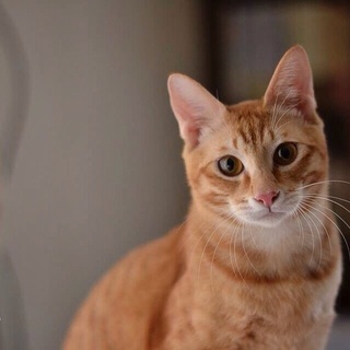 茶トラ美男の小麦くん