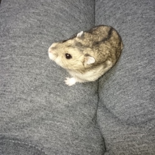 可愛いハムスターの里親さん募集