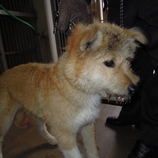 譲渡されました！！