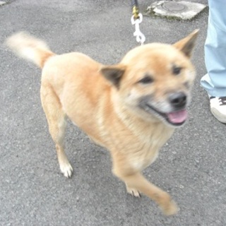 期限切迫！！トイレしつけもできてる人慣れしたワンコ