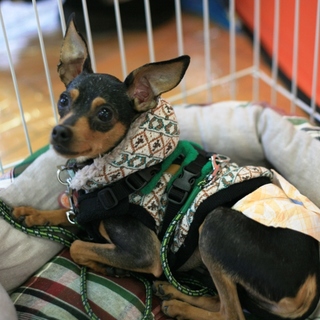 野性児だけどハンサムな一騎くん♂5～7歳