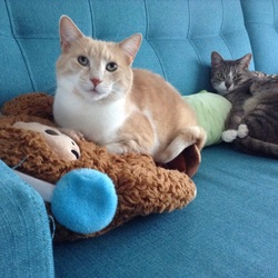 我が家の宝 3ボーイズ