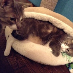 「我が家の宝 3ボーイズ」サムネイル3