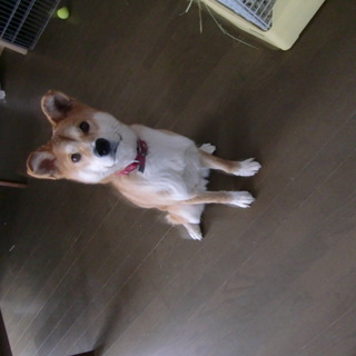 全く吠えず人懐こい子