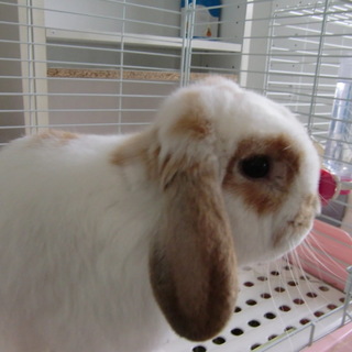 関東近県の方募集