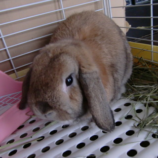 関東近県の方募集