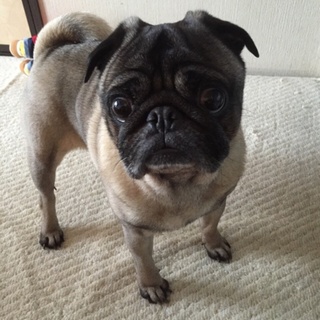 やんちゃな子です