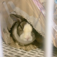 野良兎の長老アンズ