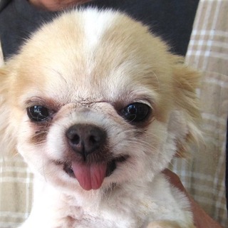 チワワ男の子たちいます