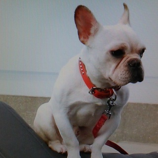 フレンチブルドック★エースくん★オス2歳7ヶ月