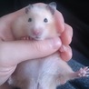 《1/23生まれ》ゴールデンハムスター サムネイル3