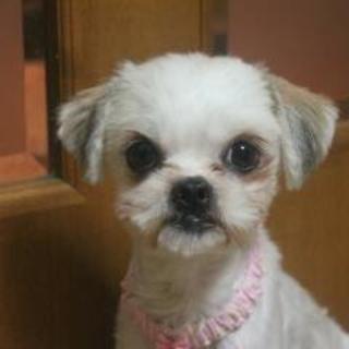 仮名：ジャスミン　元気で人懐こい