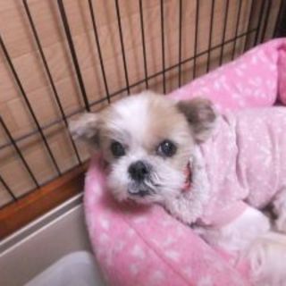 仮名：若菜　フレンドリーで甘えん坊