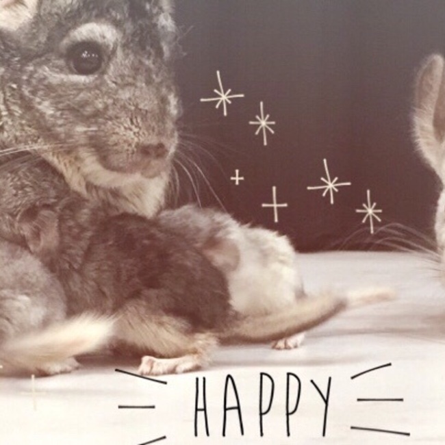 ♡しろうさ♡のカバー写真