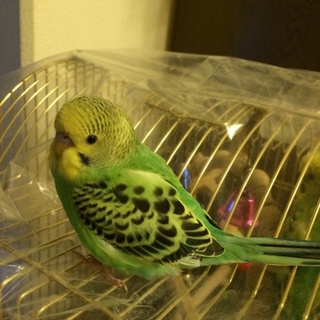 我が家でセキセイインコが産まれました