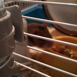 埼玉県北、群馬県南の人でハムスターの里親募集中！