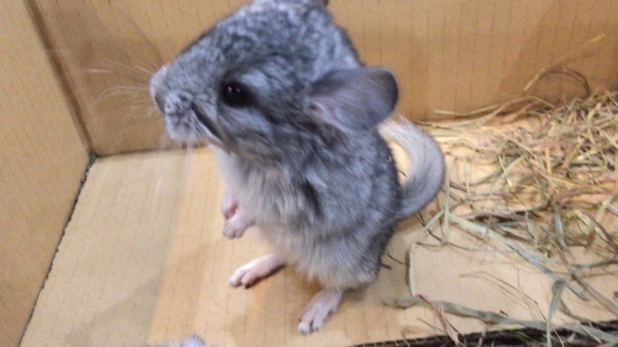 チンチラベビー♂☆里親募集 サムネイル1