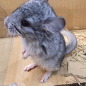 チンチラベビー♂☆里親募集
