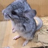 チンチラベビー♂☆里親募集 サムネイル1