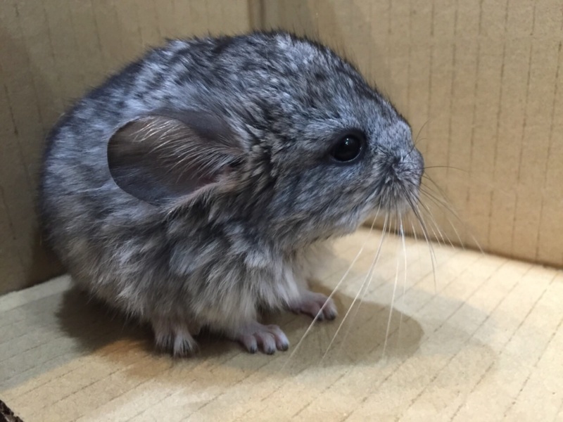 チンチラベビー♂☆里親募集 サムネイル2